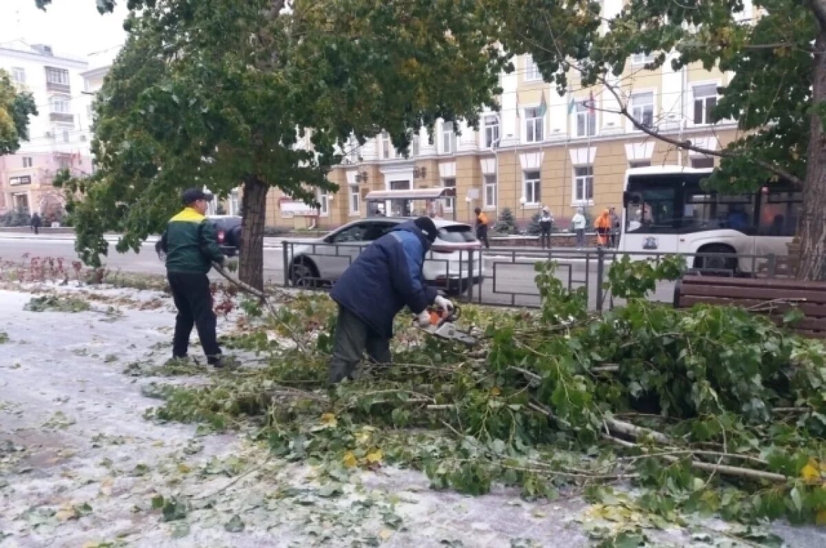    Упавшими ветками и деревьями в Барнауле были повреждены 22 автомобиля