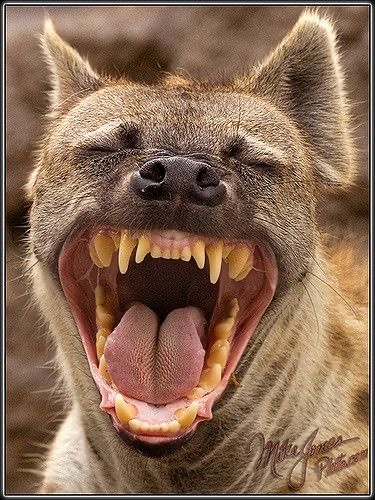 Гиены — это млекопитающие, относящиеся к семейству Hyaenidae. Они известны своим уникальным внешним видом, поведением и экосистемной ролью как хищников и падальщиков. В мире существует четыре основных вида гиен:

1. Пятнистая гиена (Crocuta crocuta): Самый известный и распространенный вид. Пятнистая гиена имеет характерный окрас с пятнами и известна своим громким и выразительным смехом. Она является высокоорганизованным животным, живущим в социальных группах, называемых кланами.

2. Слоновая гиена (Hyaena brevirostris): Этот вид является вымершим и существовал на протяжении плейстоцена. Он был известен своим тяжелым телосложением и более крупными размерами по сравнению с современными видами.

3. Полосатая гиена (Hyaena hyaena): Этот вид обитает в Северной Африке и на Ближнем Востоке. Полосатая гиена меньше пятнистой и имеет полосатый окрас, что помогает ей хорошо маскироваться.

4. Черная гиена (Hyaena tigris): Черная гиена обитает в Восточной и Южной Африке и имеет черную шерсть. Этот вид также менее распространен и может быть менее известен.

### Характеристики гиен:
- Строение тела: Гиены имеют мощное тело, короткие ноги и широкие головы. Их челюсти очень сильные и приспособлены для разжевывания жесткой пищи и костей.
- Социальная структура: Особенно пятнистые гиены известны своей сложной социальной структурой и иерархией. Они живут в больших группах и часто охотятся совместно.
- Питание: Гиены являются всеядными. Их рацион включает как добычу, которую они охотятся, так и падаль. Они часто соперничают с левами и другими хищниками за еду.
- Звуки: Гиены издают множество звуков, включая «смех», которые могут быть истолкованы как средство общения среди членов стаи.

Гиены играют важную роль в экосистеме, помогая контролировать популяции животных и очищая окружающую среду от падали. Несмотря на их порой негативную репутацию, они являются интересными и важными существами в природе