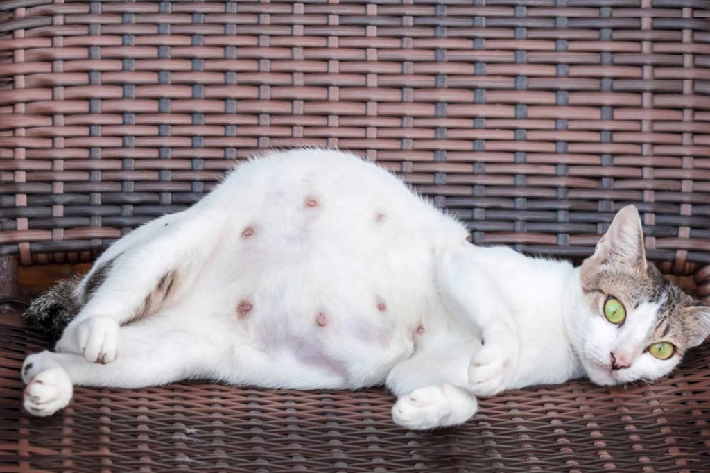 источник фото: https://vetacademy.ru/upload/medialibrary/072/072eec30d26b12de94ade00f0f4d9c4b.jpg