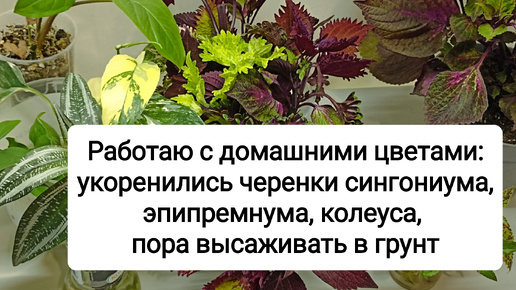 Работаю с домашними цветами: укоренились черенки сингониума, эпипремнума, колеуса, пора высадить в грунт