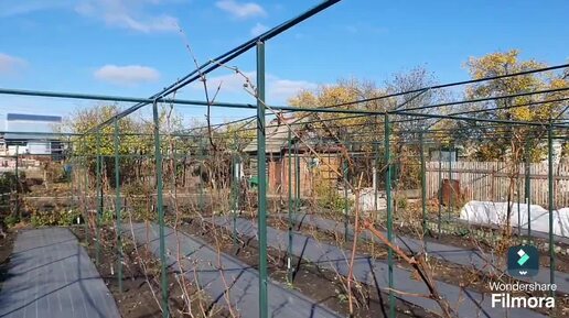 280. В октябре на винограднике. Теплица к зиме готова.