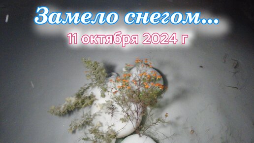 Нас завалило снегом 11 октября 2024 г