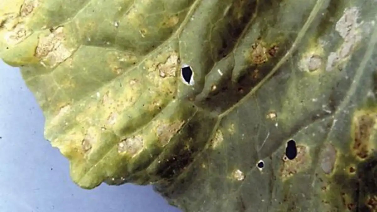  Фото:Syngenta
Источником пероноспороза могут быть зараженные семена.