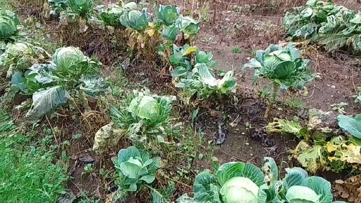 Рубим капусту и крошево 🥬🥕🥬