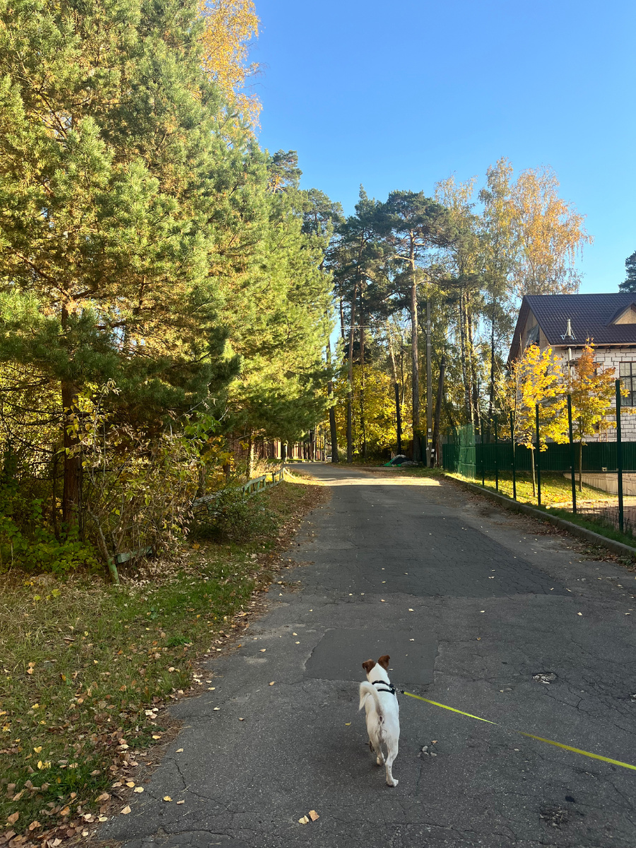Я, например, испытываю счастье при времяпрепровождении с моей собакой. Для меня важно быть добрым, внимательным и заботливым «другом» для своего хвостика. 