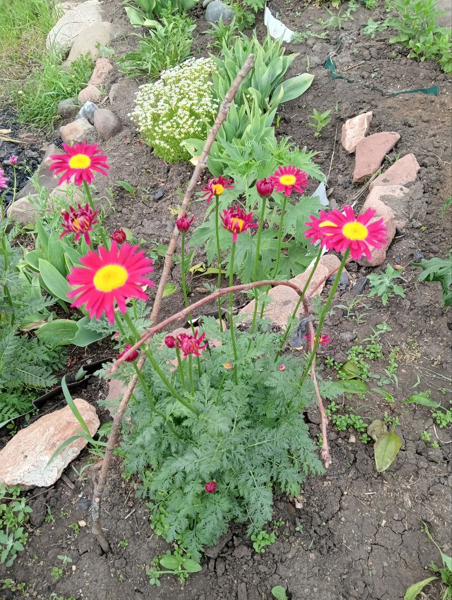 Малиново красный