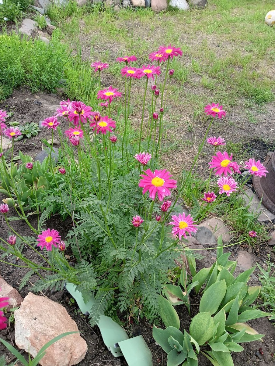 Розово-бордовый