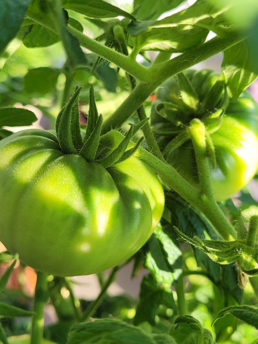 Зеленые плоды, но оооочень долго они созревают