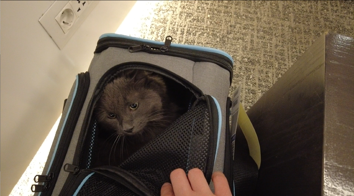 Перелет с котом