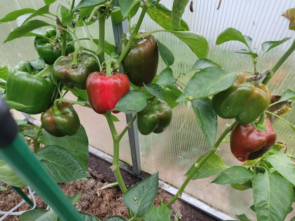 Все нижние ветки и листья я оборвала. Это помогает немного ускорить созревание перца