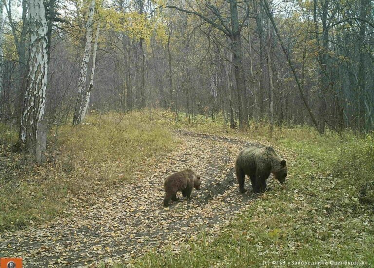    Мурат Медетов рассказал об осенних буднях обитателей Оренбургского заповедника Марина Шарт