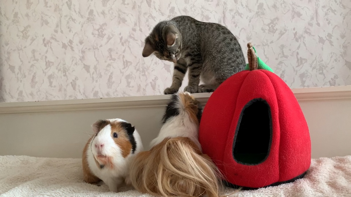 Собака на фото не вместилась