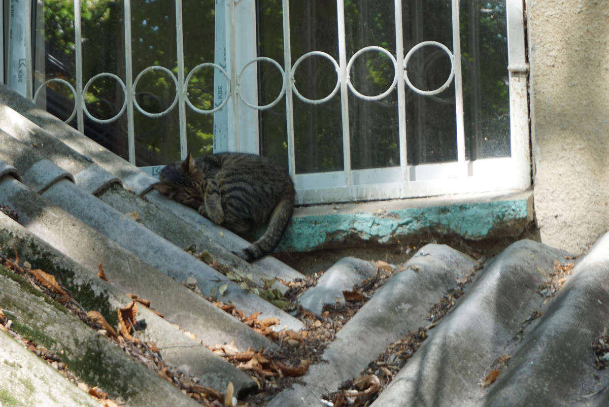 Пушистик на окошке дома на Ленинском