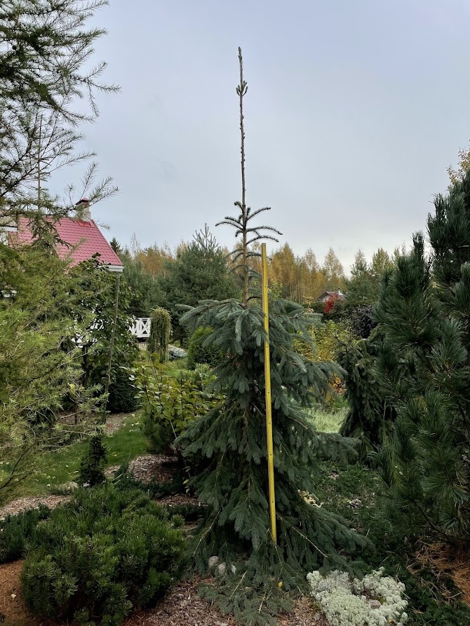  Picea engelmannii Bush's Lace