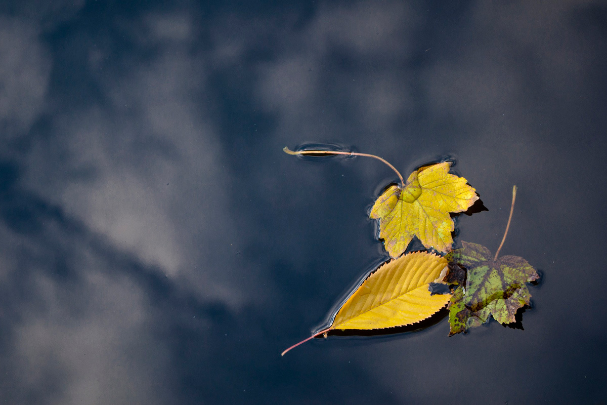    Фото: epicioci / Pixabay.com