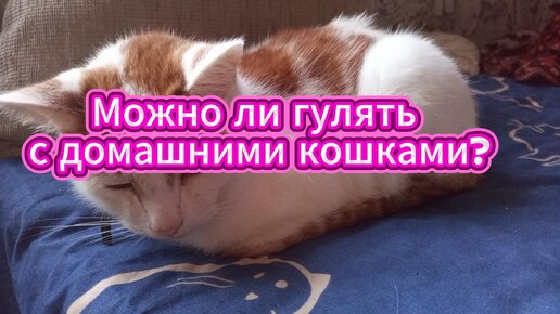 Гулять с домашней кошкой