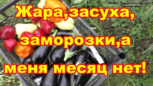 Это чудо-в жару,засуху,заморозк,без ухода 30 дней растения выжили и даже дали урожай.