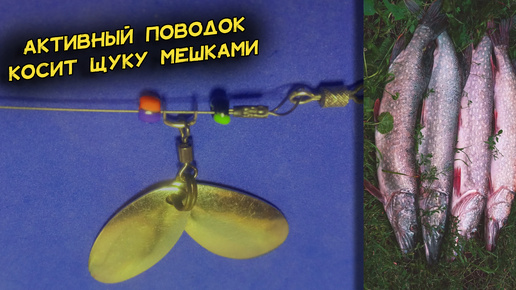 Без рыбы больше не прихожу. Сделал активный поводок на щуку. Даже сытая хищница клюёт, будто 3 года не ела
