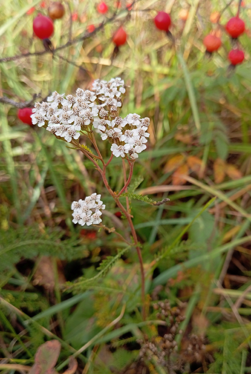 Тысячелистник. 