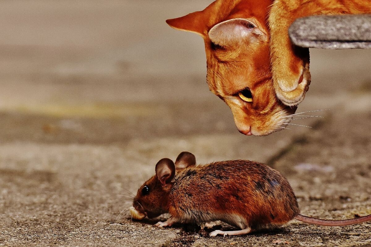 Едят ли кошки мышей