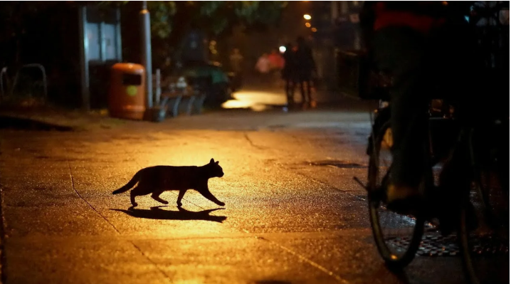 Говорят, не повезет, если черный кот дорогу перейдет...