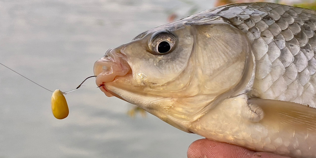 Про растительные насадки, которые всегда со мной. Часть 2.
