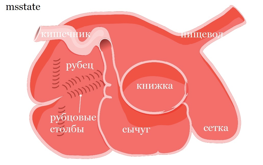 внутренняя выстилка рубца, выявляющая сосочки у 8-недельного теленка.