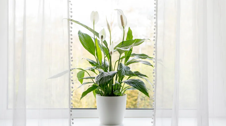 Фото Shutterstock