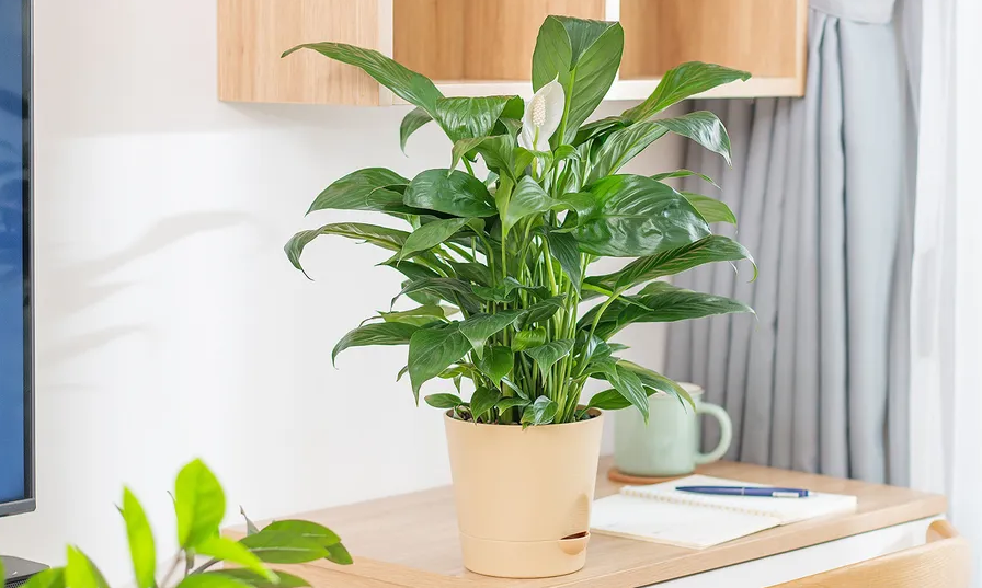 Фото Shutterstock