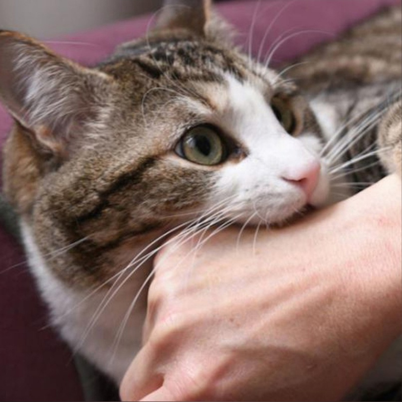 Кот кусается