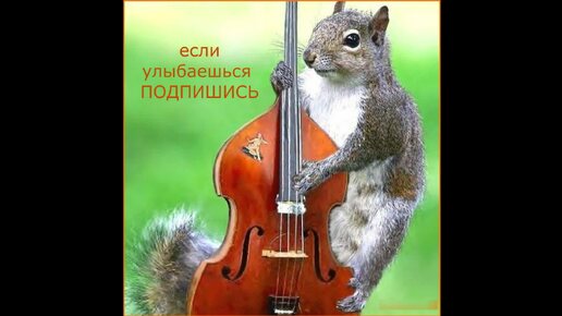 САМЫЙ БОГАТЫЙ #центрприроды #животные #белка #природа #лес #деревья #отдых