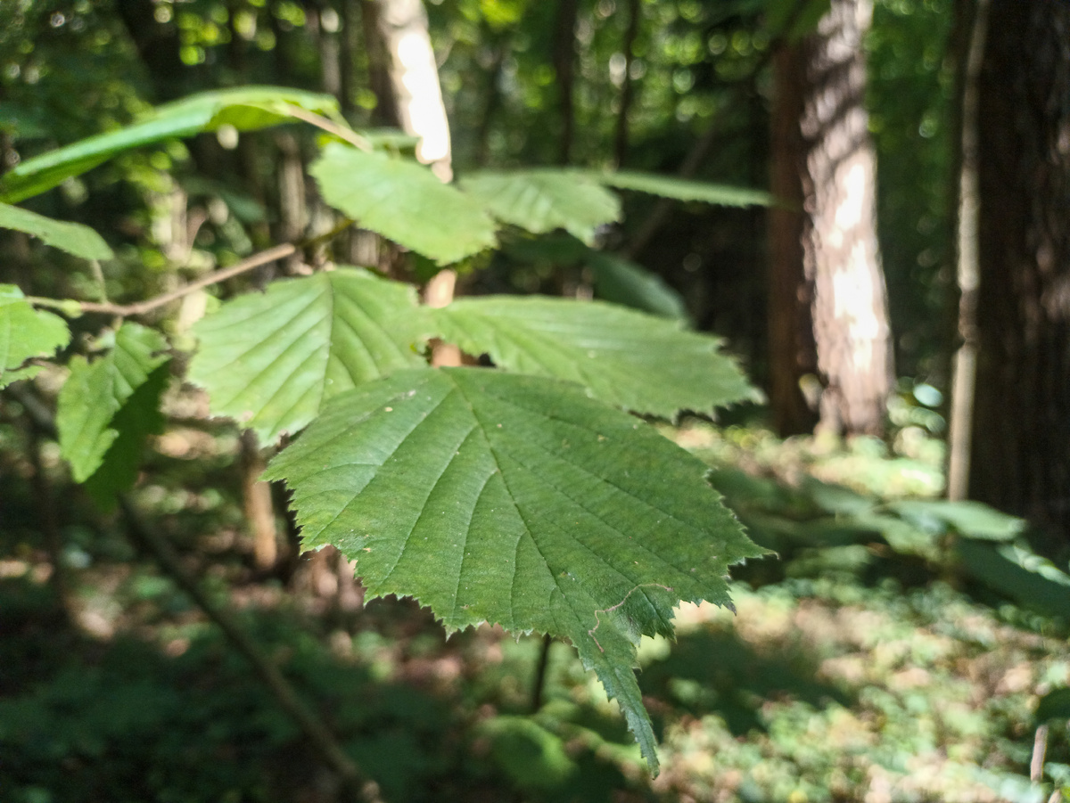 Когда лето задержалось