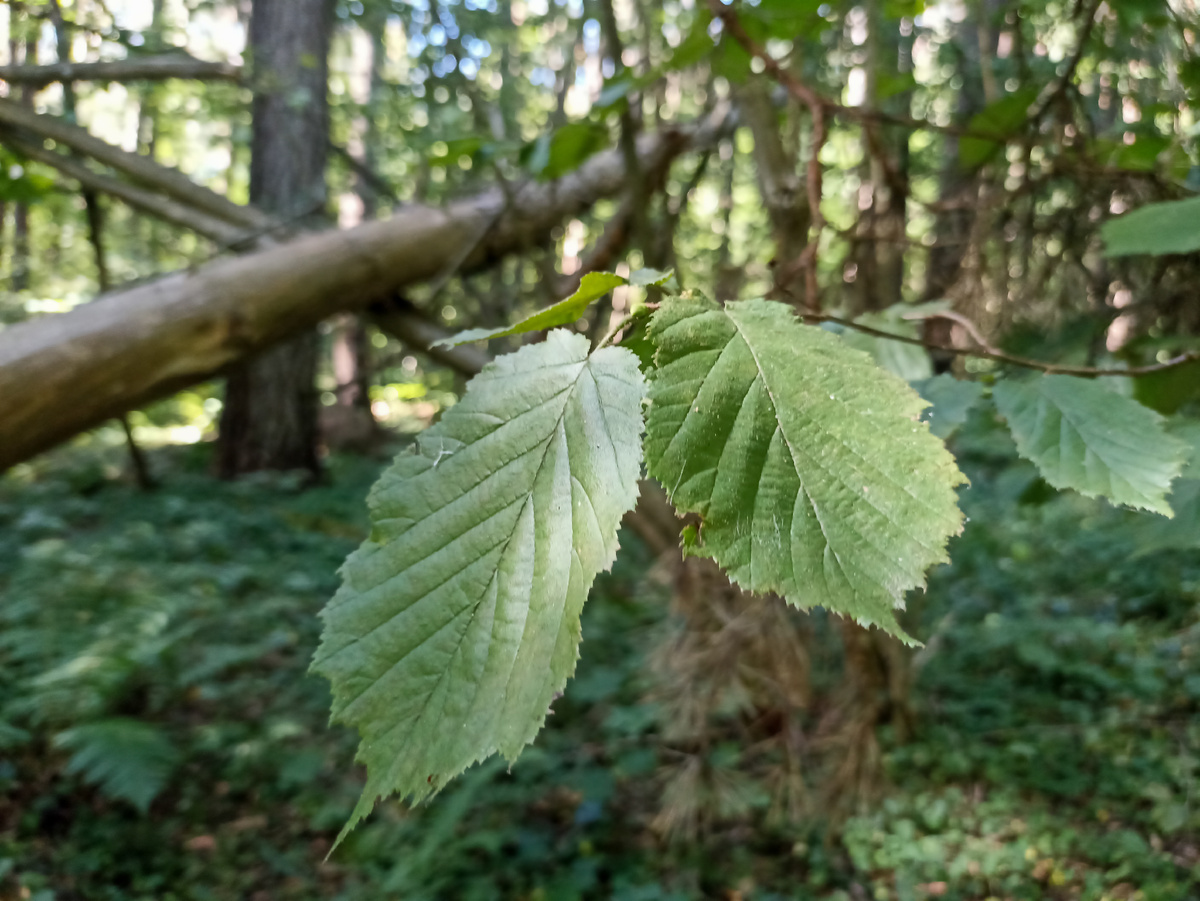 Когда лето задержалось