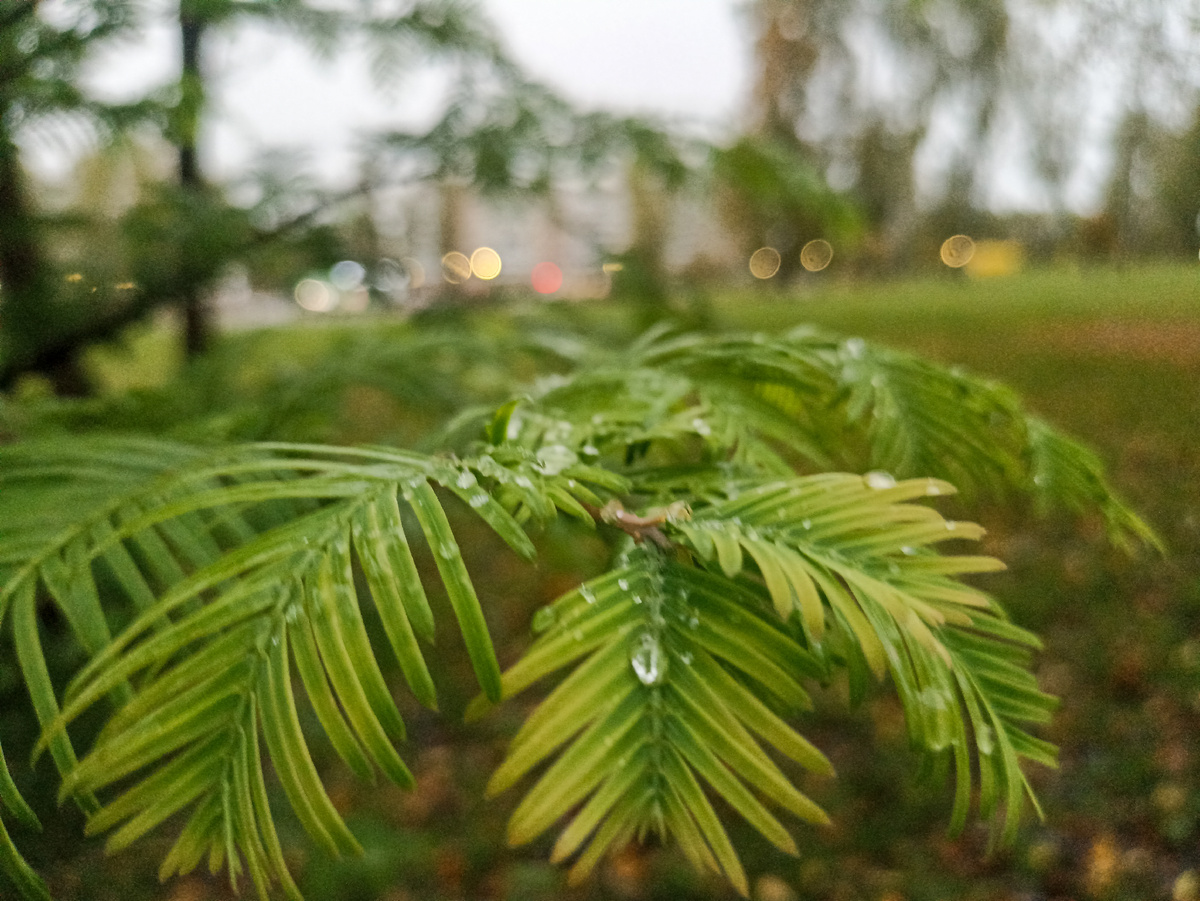 После дождика в парке