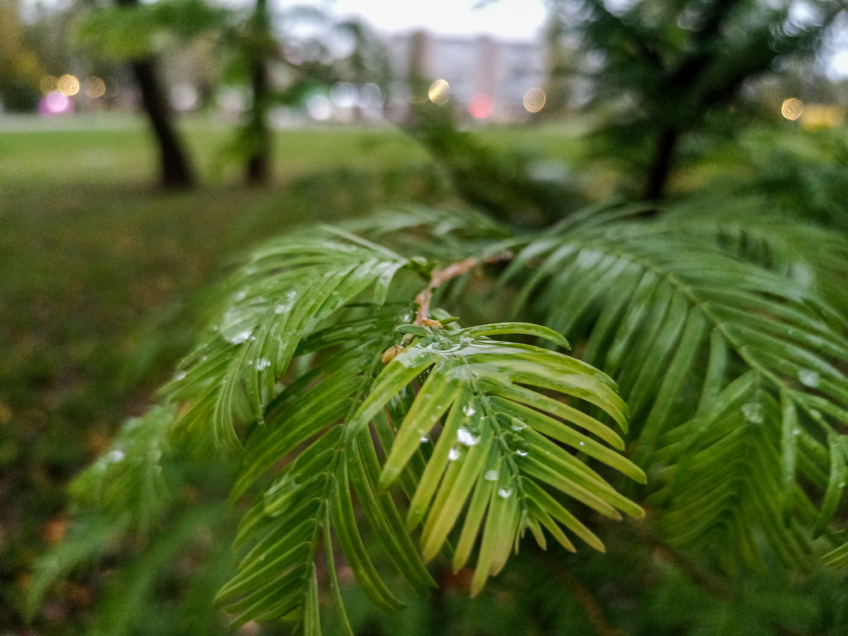 После дождика в парке. Листайте галерею