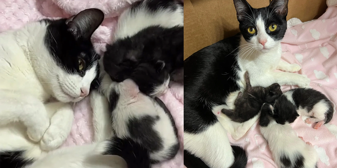 Кошка начинает улыбаться, понимая, что ее котята в безопасности