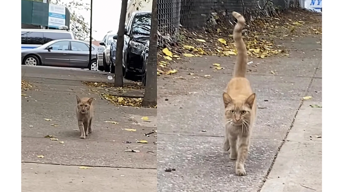    Рыжая кошка сама пошла к людям, чтобы ее спасли