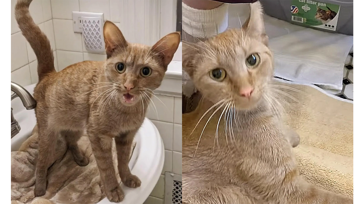 Рыжий кот. Кошка пришла в октябре. Трёхцветная кошка. Кот на окне осень. Магазин котик.