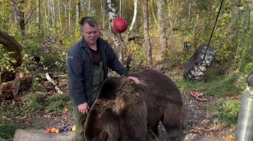 Сейчас в СМИ постоянно поднимается тема конфликта человека и медведя. Что я об этом думаю.