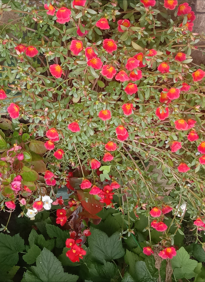 Портулак ампельный так и не дал мне семян,не знаю почему.Пришлось его подстричь, выкопать и  занести  домой. 