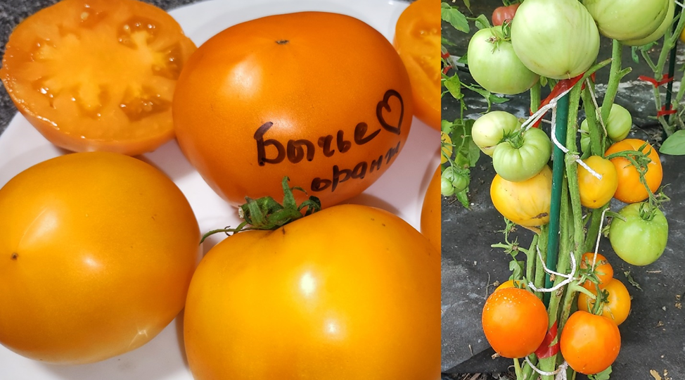 Любимые томаты посажу 2025 году