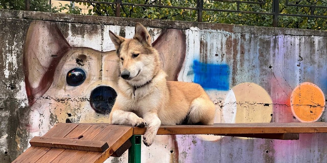 Санкт-Петербург, молодая западно-сибирская лайка оказалась на улице и ищет теперь себе новую семью.