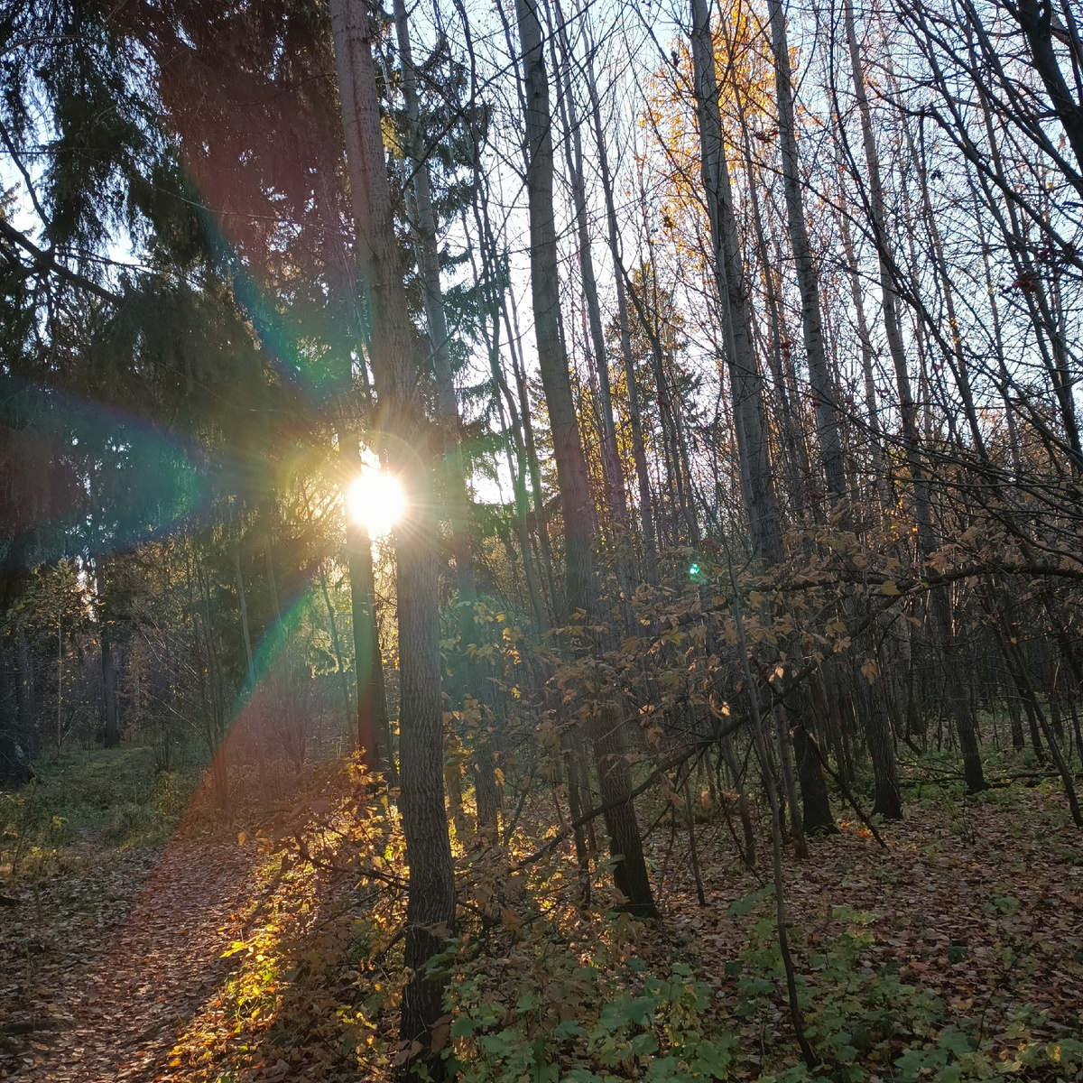 Радуга в осеннем лесу. Почти как в фильме.