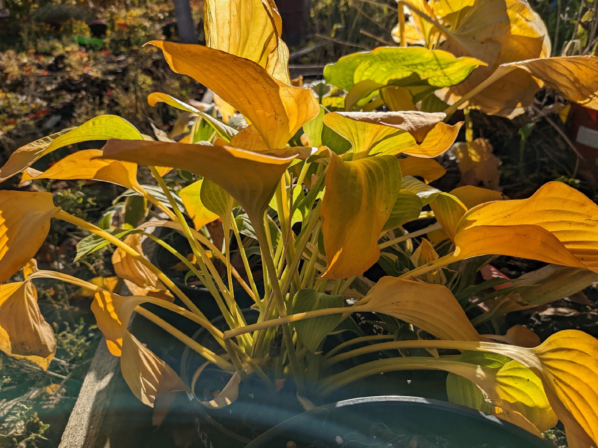 Хосты в прикопе - листья наружу