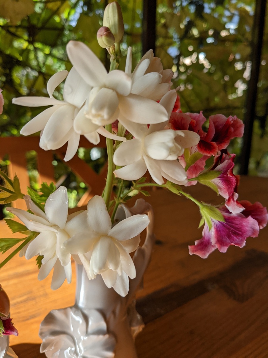 Тубероза зацвела и срочно была срезана