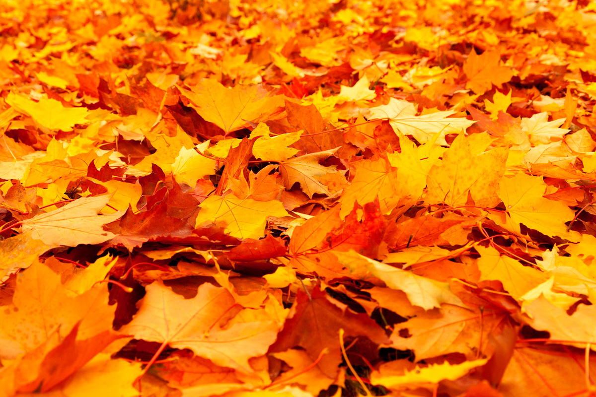    Фото: PublicDomainPictures / Pixabay.com