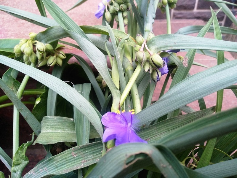 Виргинская традесканция