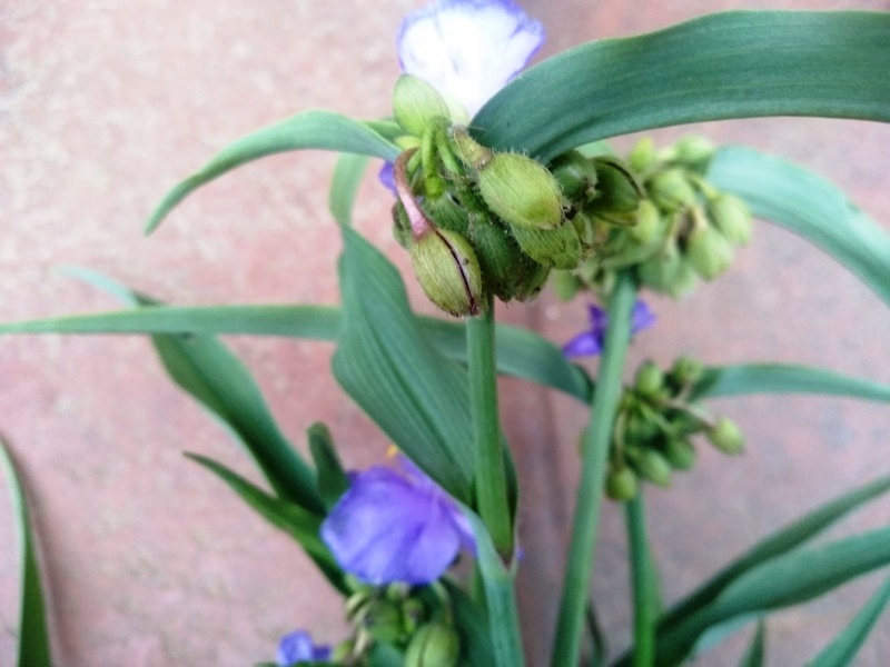 Соцветия виргинской традесканции