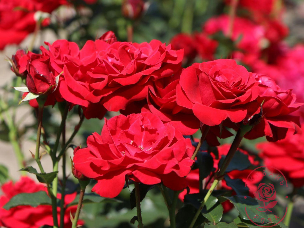 Нина Вейбул  Nina Weibull (Nina, Nina Weybull, Poulwei) Poulsen Дания, 1962