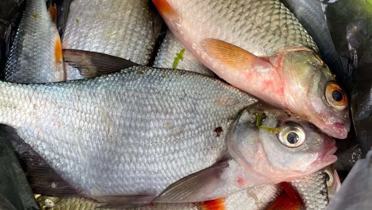     Источник: Антон Поцепин